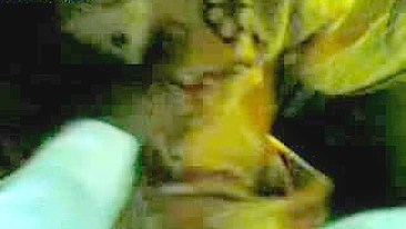 Mãe árabe esconde o rosto sem querer ser gravada na transa