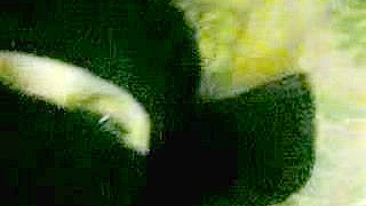 Mãe árabe esconde o rosto no hijab enquanto tem a buceta arrombada