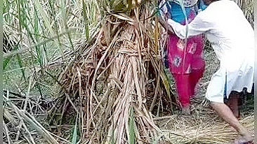 Amantes desi fodendo ao ar livre, gravado em MMS por cara local