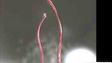 Tentáculos de Monstro e Pauzão Arrasam Anime 3D em Orgia Selvagem