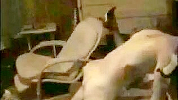 Esposa Magrinha de Rabinho em Gangbang Amador com Peitinhos