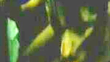 Trio Amador de Latina com Boquete em Dois Paus e Gozada na Boca