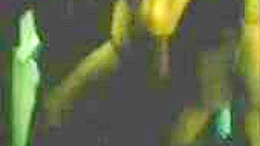 Trio Amador de Latina com Boquete em Dois Paus e Gozada na Boca